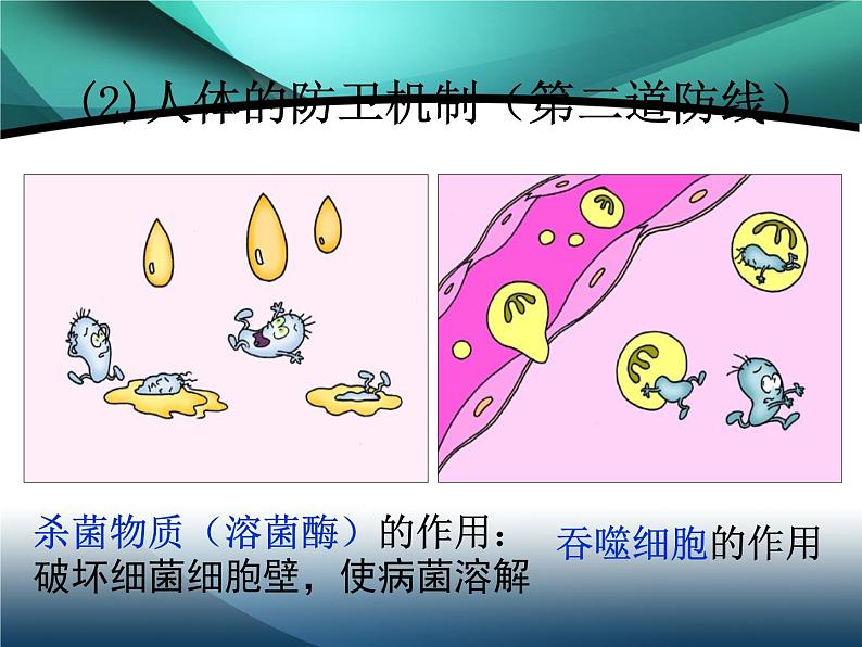 4.2免疫调节教学课件 高二上学期生物人教版选择性必修106