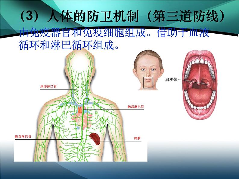 4.2免疫调节教学课件 高二上学期生物人教版选择性必修107