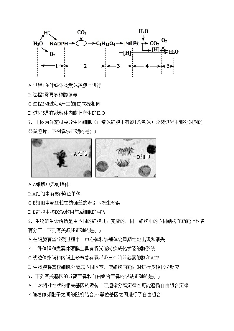 四川省泸县第四中学2022-2023学年高一下学期5月期中考试生物试卷(含答案)第2页
