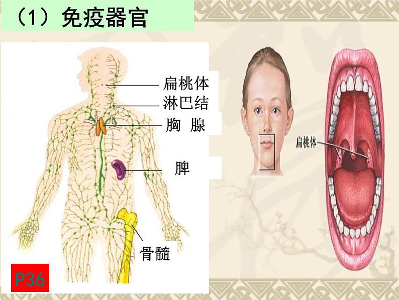 人教版（2019）选择性必修1课件：第4章 免疫调节课件第3页