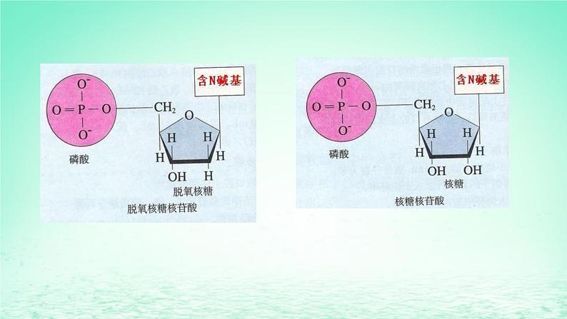 2023_2024学年高一生物期末复习第2单元组成细胞的分子复习课件新人教版必修1第6页