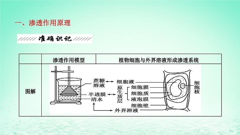 2023_2024学年高一生物期末复习第4单元细胞的物质输入和输出复习课件新人教版必修1第3页