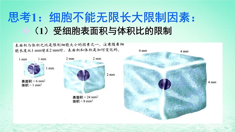 2023_2024学年高一生物期末复习第6单元细胞的生命历程复习课件新人教版必修1第5页