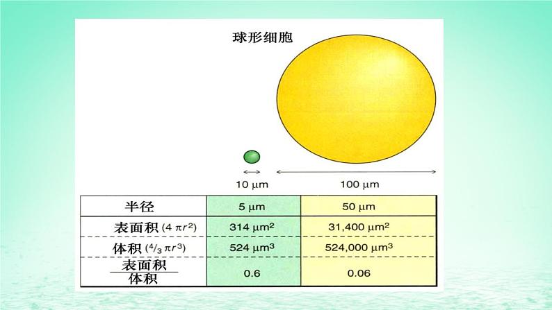 2023_2024学年高一生物期末复习第6单元细胞的生命历程复习课件新人教版必修1第6页