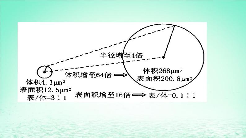 2023_2024学年高一生物期末复习第6单元细胞的生命历程复习课件新人教版必修1第7页