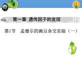 人教版高中生物必修二1.1孟德尔的豌豆杂交实验(一)教学课件