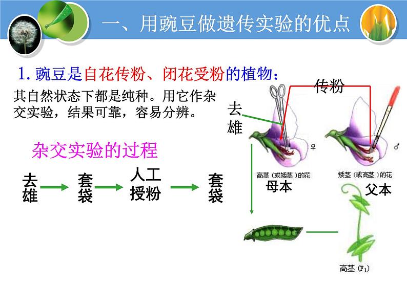 人教版高中生物必修二1.1孟德尔的豌豆杂交实验(一)教学课件03