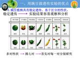 人教版高中生物必修二1.1孟德尔的豌豆杂交实验(一)教学课件