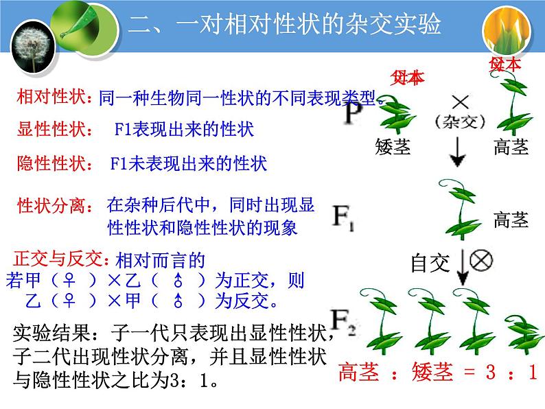 人教版高中生物必修二1.1孟德尔的豌豆杂交实验(一)教学课件06