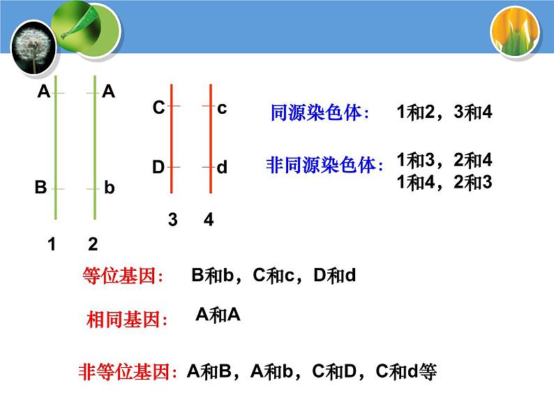 人教版高中生物必修二1.1孟德尔的豌豆杂交实验(一)教学课件08