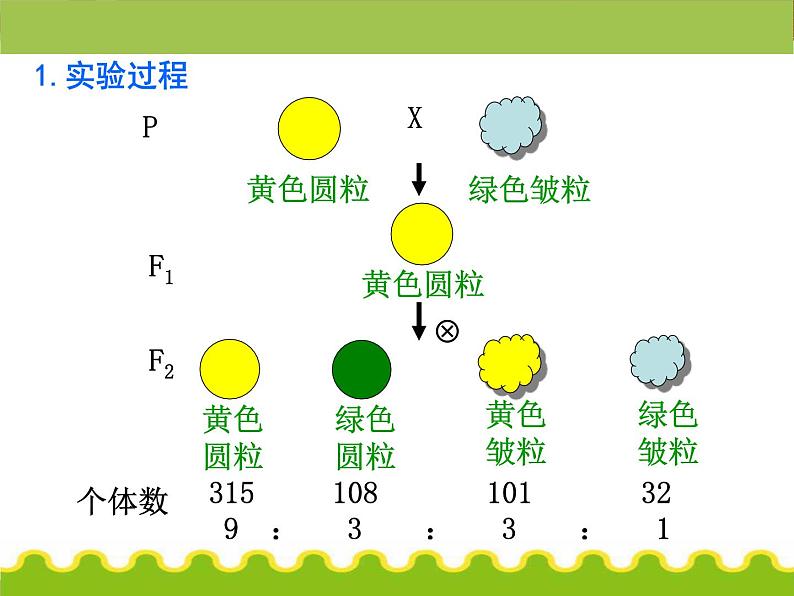 【人教版】高中生物必修二《 1.2 孟德尔的豌豆杂交实验（二）》课件03