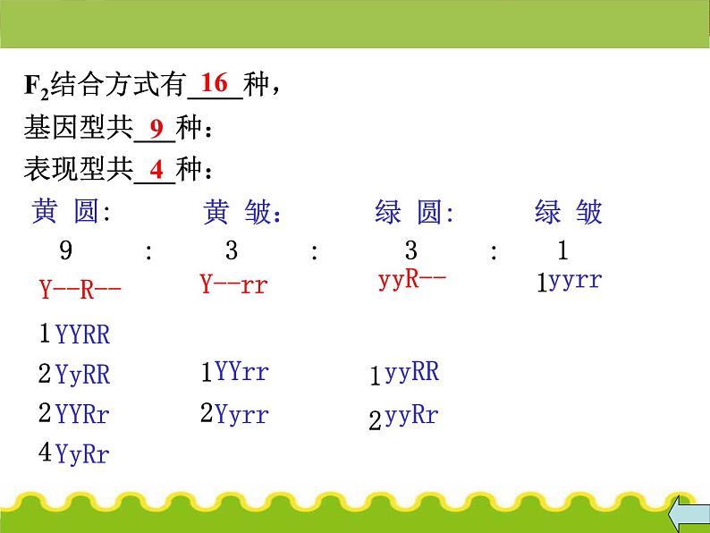 【人教版】高中生物必修二《 1.2 孟德尔的豌豆杂交实验（二）》课件07