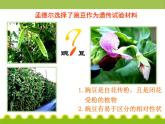 人教版生物必修2 课件第1章第1节孟德尔的豌豆杂交实验(一)课件(PPT)