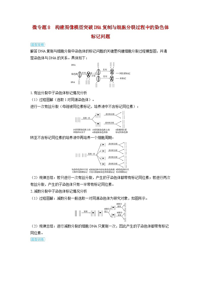 备考2024届高考生物一轮复习讲义第六章遗传的分子基础微专题8构建图像模型突破DNA复制与细胞分裂过程中的01