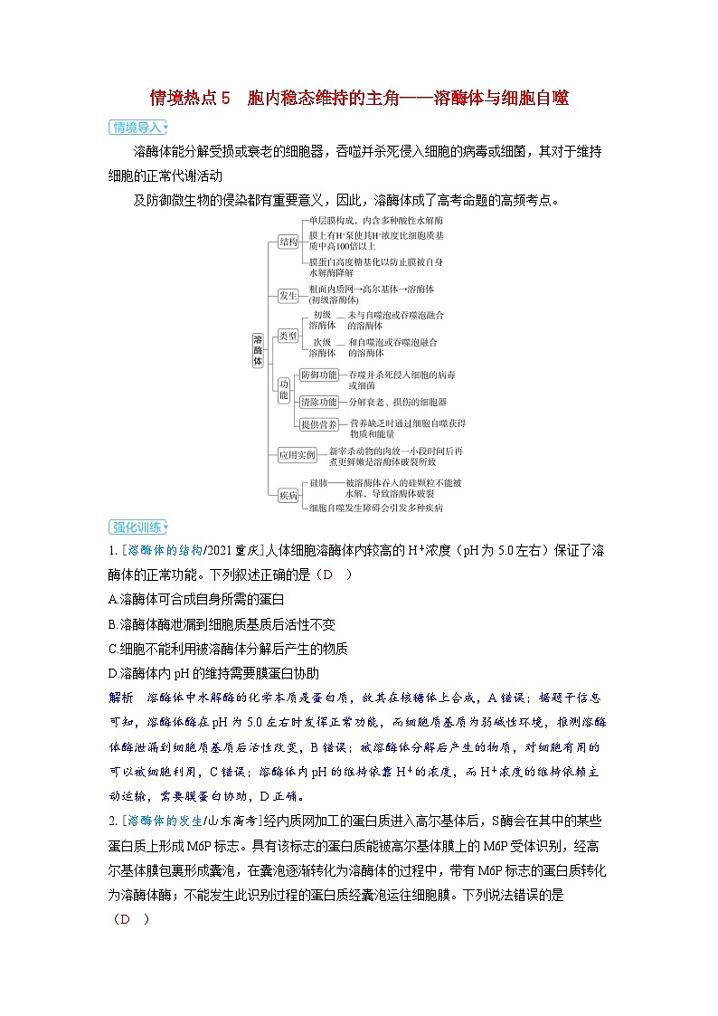 备考2024届高考生物一轮复习讲义第四章细胞的生命历程课时3细胞的分化衰老和死亡情境热点5胞内稳态维持的主角__溶酶体与细胞自噬第1页