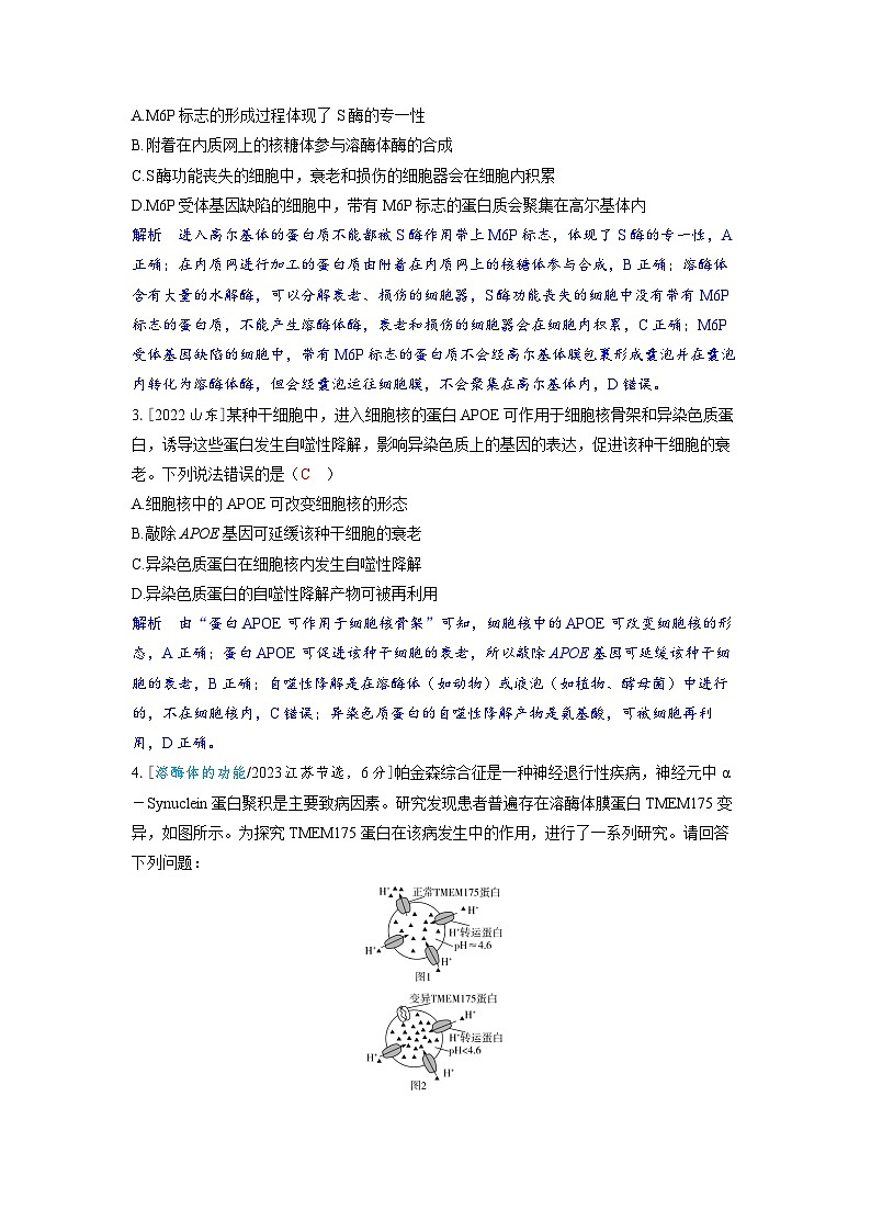 备考2024届高考生物一轮复习讲义第四章细胞的生命历程课时3细胞的分化衰老和死亡情境热点5胞内稳态维持的主角__溶酶体与细胞自噬第2页