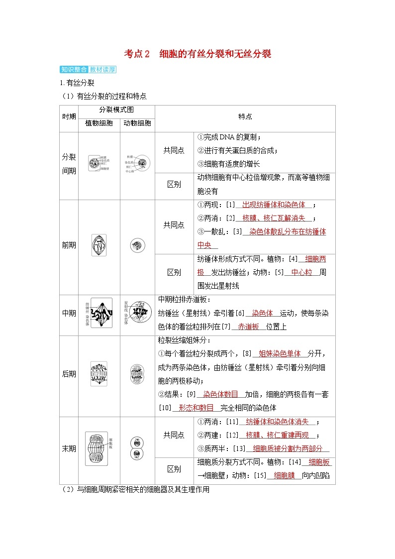 备考2024届高考生物一轮复习讲义第四章细胞的生命历程课时1细胞的增殖考点2细胞的有丝分裂和无丝分裂01