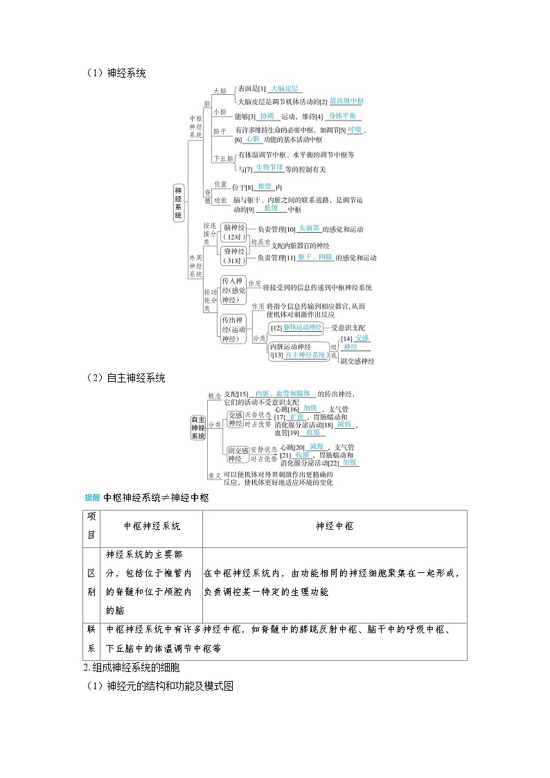 备考2024届高考生物一轮复习讲义第八章动物和人体生命活动的调节课时2神经调节的结构基础和基本方式考点1神经调节的结构基础第2页