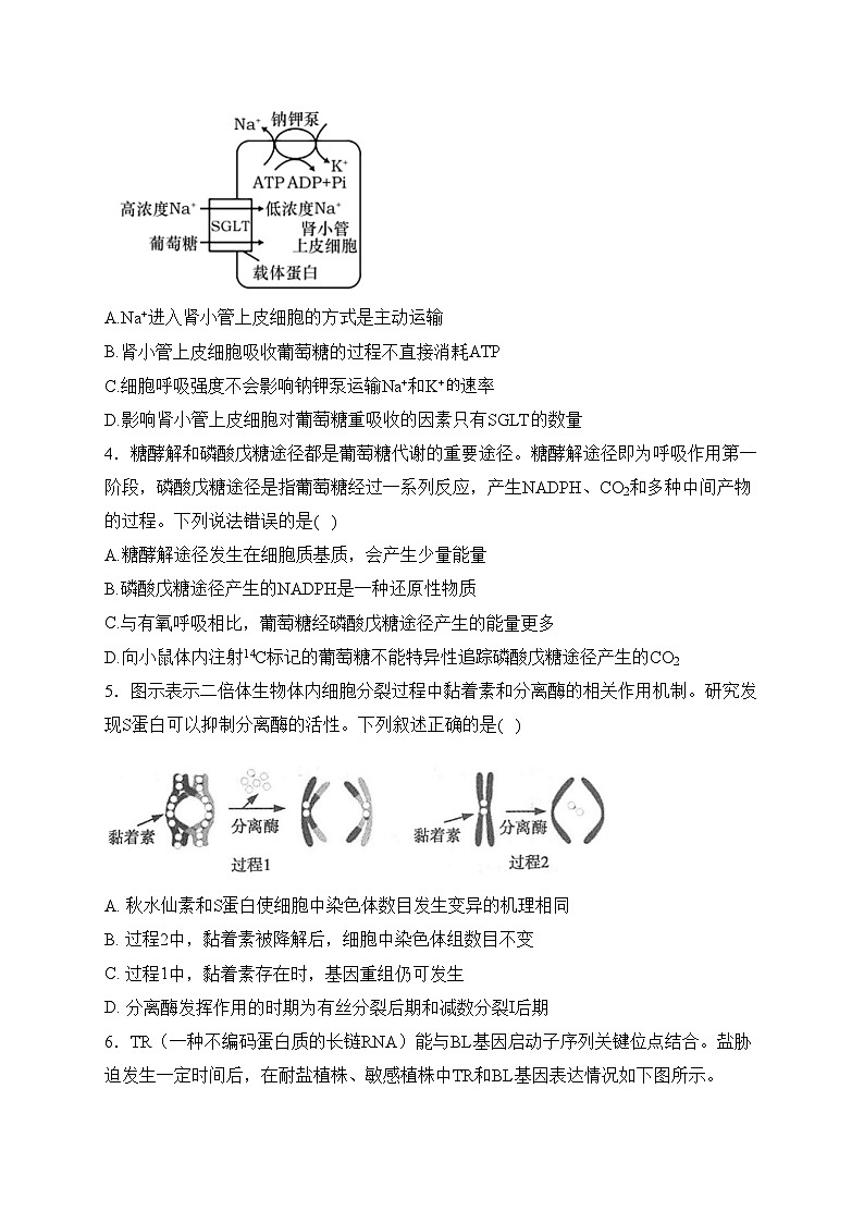 辽宁省锦州市2024届高三上学期期末考试生物试卷(含答案)第2页