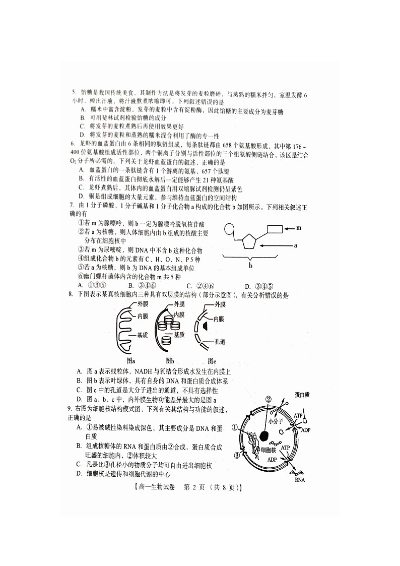 河南省三门峡五县市2023-2024学年高一上学期期末联考生物试题02