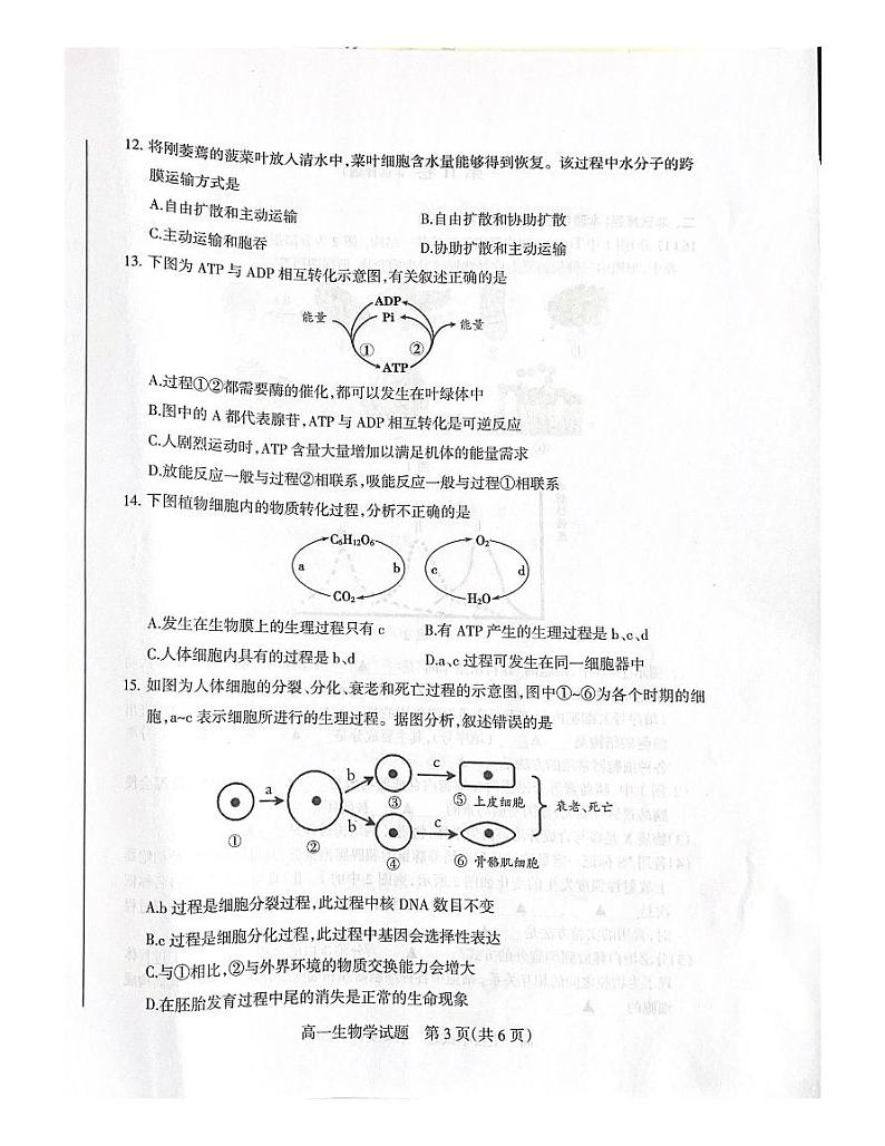 15，山西省阳泉市2023-2024学年高一上学期期末考试生物试题第3页
