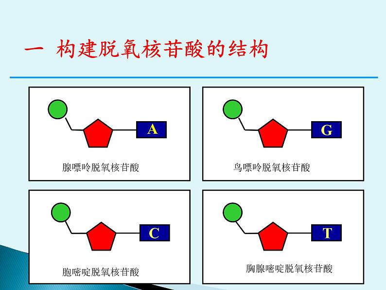 3.2 DNA的结构 课件 2022—2023学年高一下学期生物人教版必修2第4页