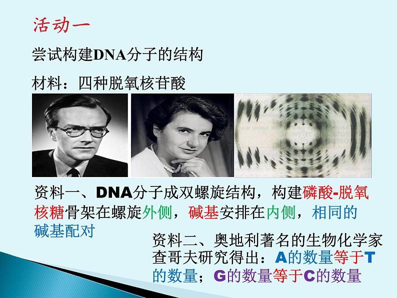 3.2 DNA的结构 课件 2022—2023学年高一下学期生物人教版必修2第6页