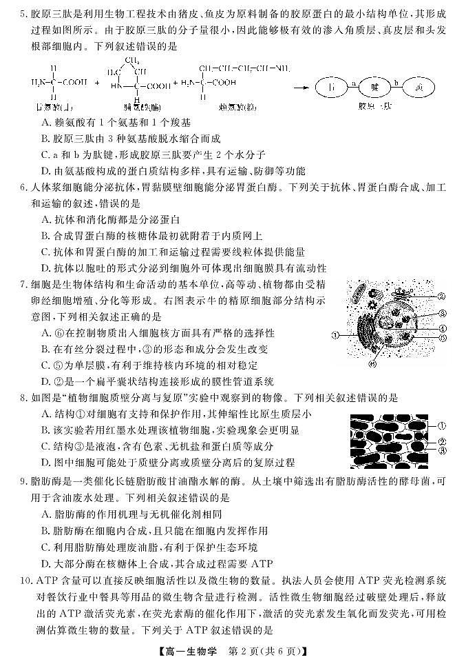 2024北海高一上学期期末考试生物PDF版含答案02