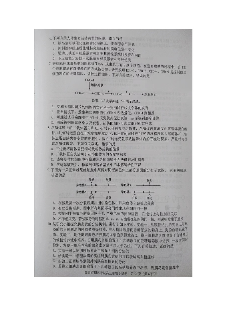 江西省赣州市2023-2024学年高三上学期期末生物试题02