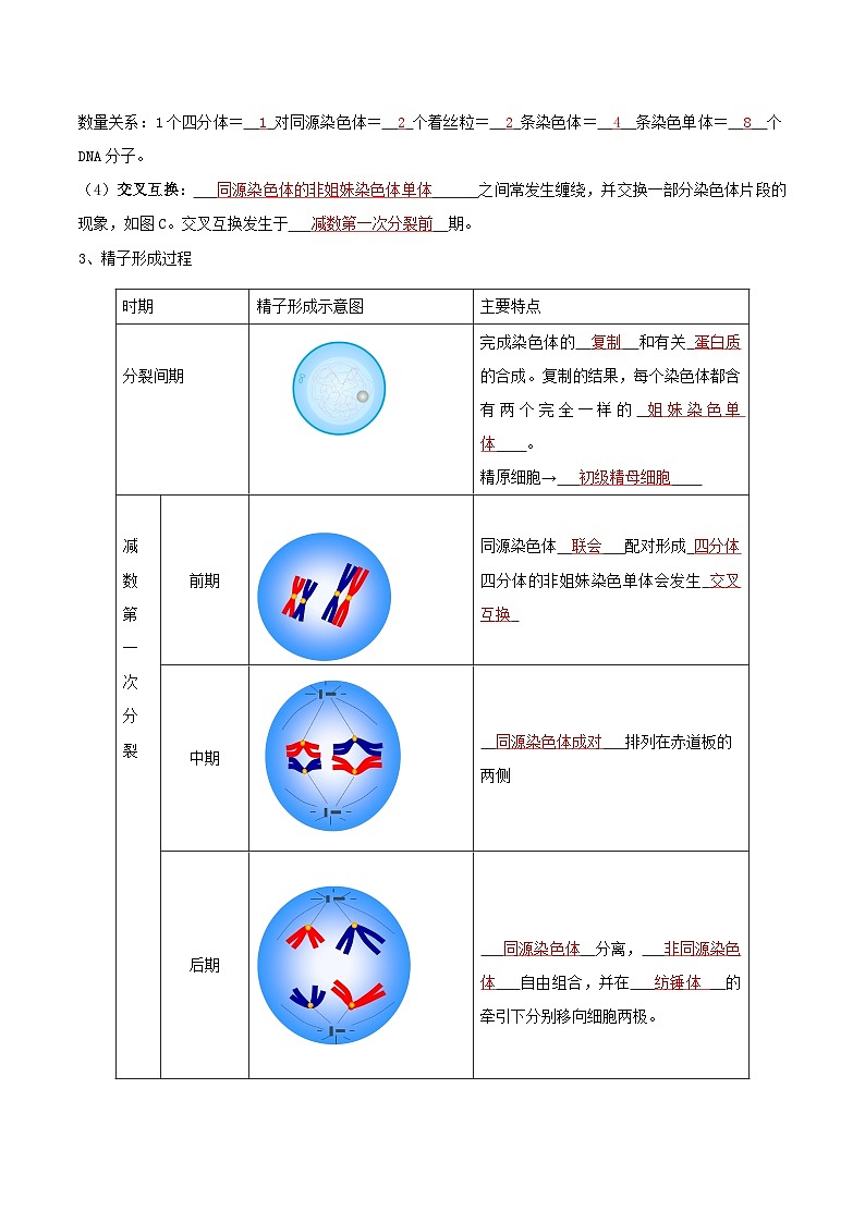 第06讲 减数分裂和受精作用-【寒假衔接讲义】高一生物寒假讲义练习02