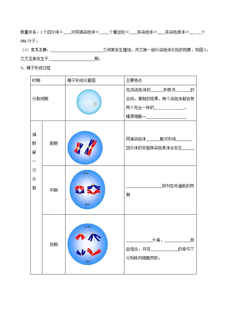 第06讲 减数分裂和受精作用-【寒假衔接讲义】高一生物寒假讲义练习02