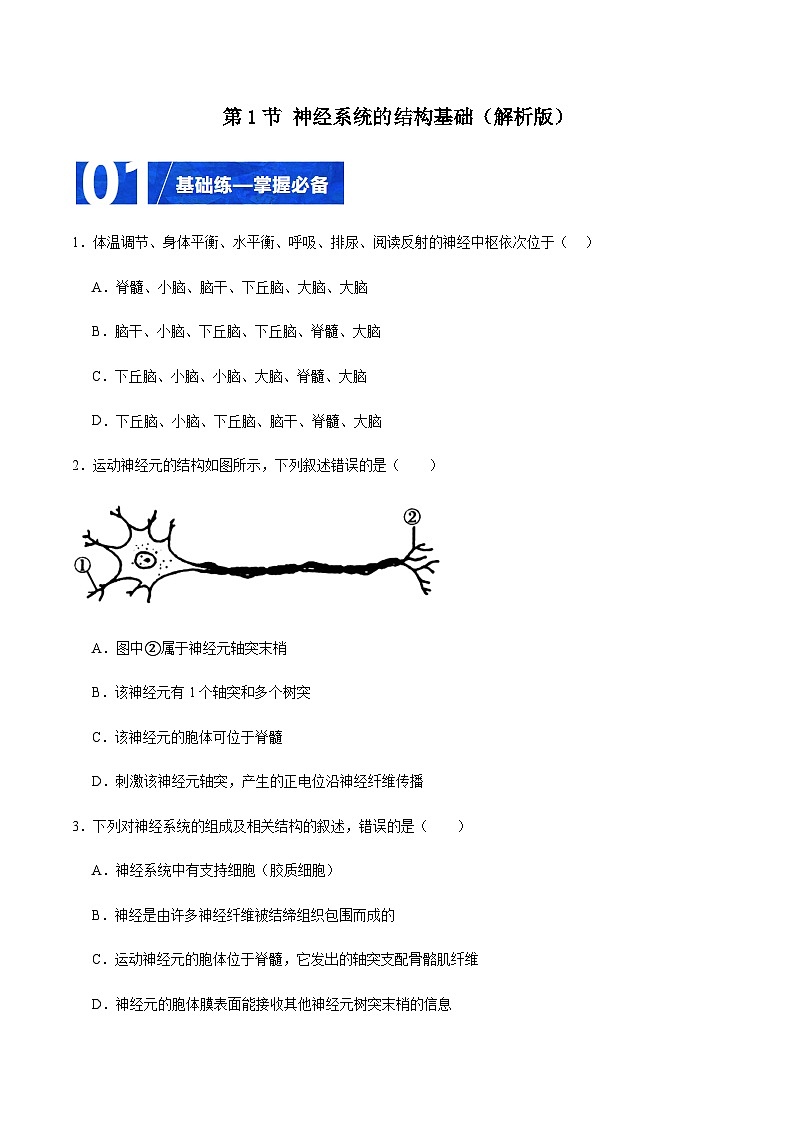 2.1 神经系统的结构基础（分层训练）-2023-2024学年高二生物同步精品课件+分层训练（人教版2019选择性必修1）01