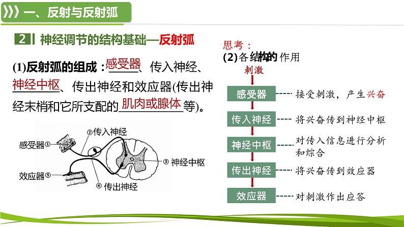 2.2+神经调节的基本方式（情境+问题探究课件）-2023-2024学年高二生物同步精品课件+分层训练（人教版2019选择性必修1） (1)08