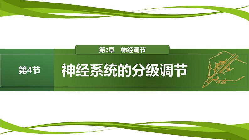 2.4 神经系统的分级调节（情境+问题探究课件）-2023-2024学年高二生物同步精品课件+分层训练（人教版2019选择性必修1）01