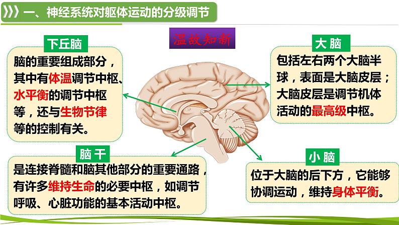 2.4 神经系统的分级调节（情境+问题探究课件）-2023-2024学年高二生物同步精品课件+分层训练（人教版2019选择性必修1）07