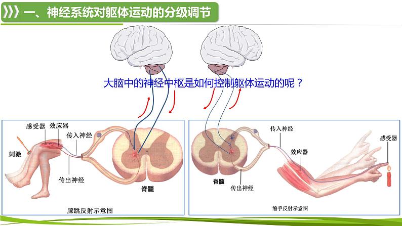 2.4 神经系统的分级调节（情境+问题探究课件）-2023-2024学年高二生物同步精品课件+分层训练（人教版2019选择性必修1）08