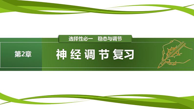 第2章 神经调节（复习课件）-2023-2024学年高二生物同步精品课件+分层训练（人教版2019选择性必修1）01