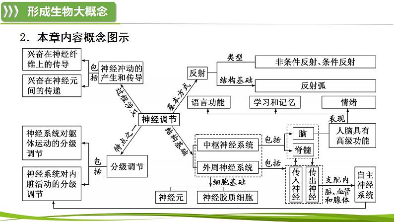 第2章 神经调节（复习课件）-2023-2024学年高二生物同步精品课件+分层训练（人教版2019选择性必修1）04