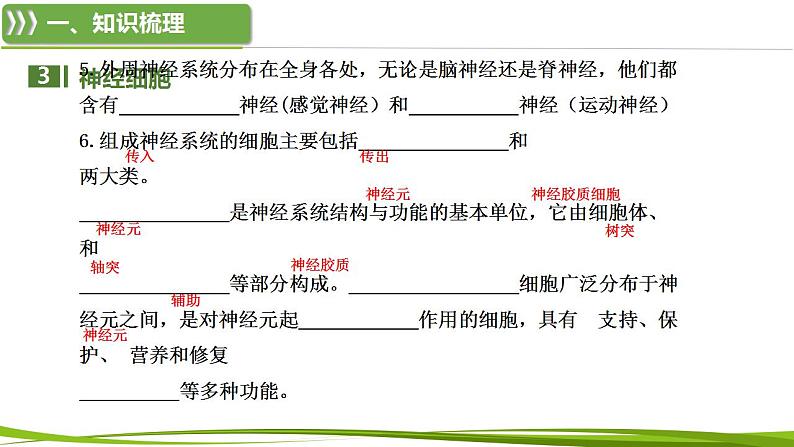 第2章 神经调节（复习课件）-2023-2024学年高二生物同步精品课件+分层训练（人教版2019选择性必修1）08