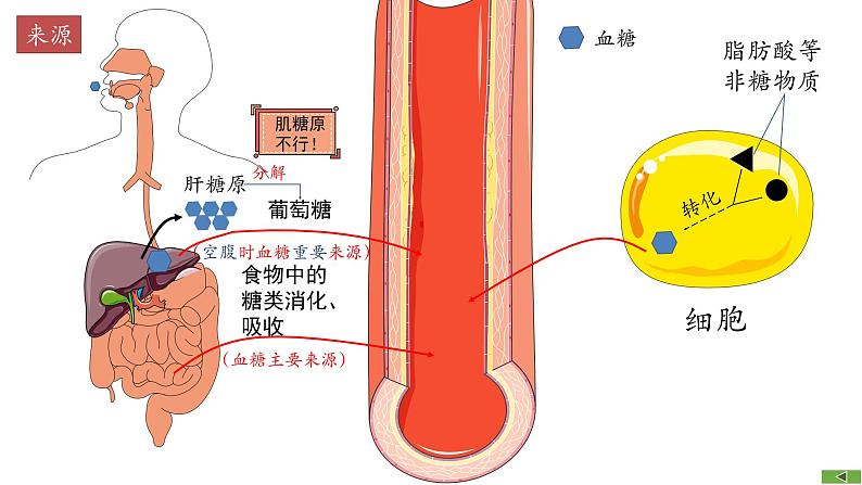 3.2+血糖平衡的调节（第1课时）（情境+问题探究课件）-2023-2024学年高二生物同步精品课件+分层训练（人教版2019选择性必修1） (1)07