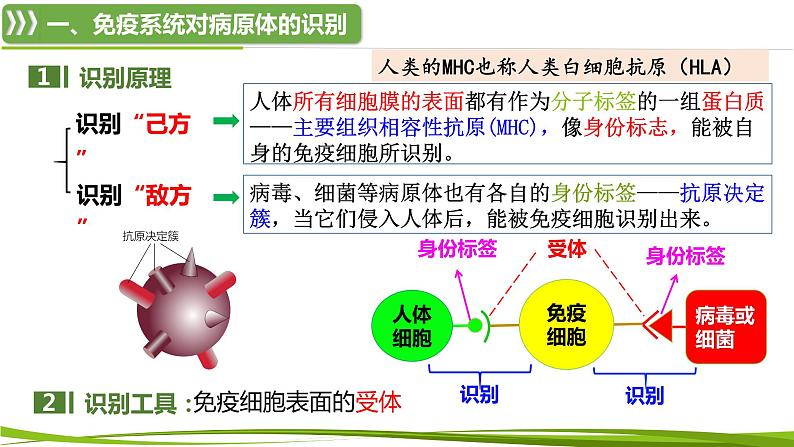 4.2.1 体液免疫（情境+问题探究课件）-2023-2024学年高二生物同步精品课件+分层训练（人教版2019选择性必修1）第6页