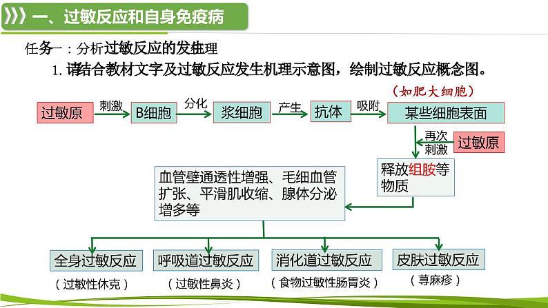 4.3 免疫失调（情境+问题探究课件）-2023-2024学年高二生物同步精品课件+分层训练（人教版2019选择性必修1）07