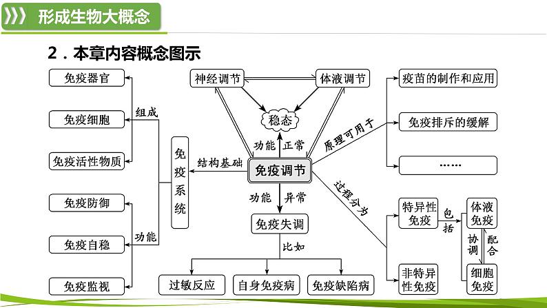 第4章 免疫调节（复习课件）-2023-2024学年高二生物同步精品课件+分层训练（人教版2019选择性必修1）04