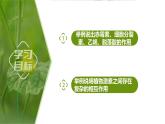 5.2 其他植物激素（情境+问题探究课件）-2023-2024学年高二生物同步精品课件+分层训练（人教版2019选择性必修1）