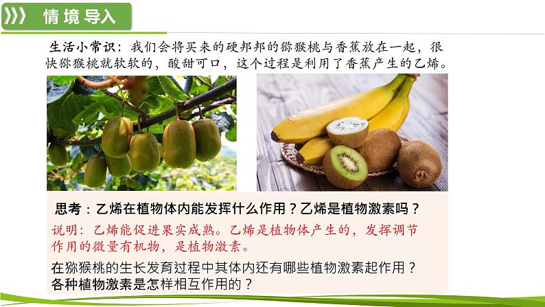 5.2 其他植物激素（情境+问题探究课件）-2023-2024学年高二生物同步精品课件+分层训练（人教版2019选择性必修1）第3页