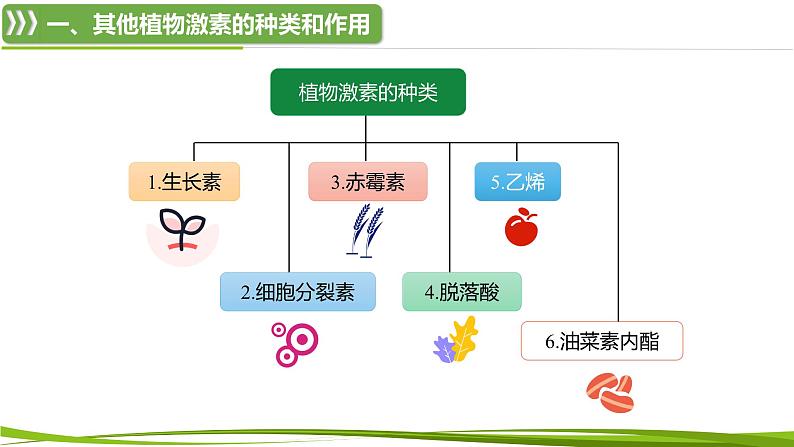 5.2 其他植物激素（情境+问题探究课件）-2023-2024学年高二生物同步精品课件+分层训练（人教版2019选择性必修1）第5页