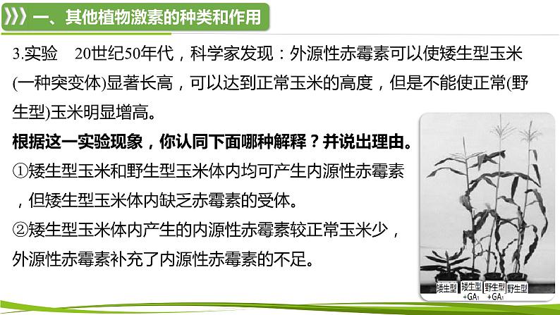 5.2 其他植物激素（情境+问题探究课件）-2023-2024学年高二生物同步精品课件+分层训练（人教版2019选择性必修1）第8页