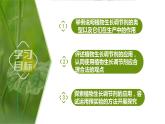 5.3+植物生长调节剂的应用（情境+问题探究课件）-2023-2024学年高二生物同步精品课件+分层训练（人教版2019选择性必修1） (1)