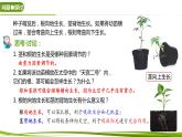 5.4 环境因素参与调节植物的生命活动（情境+问题探究课件）-2023-2024学年高二生物同步精品课件+分层训练（人教版2019选择性必修1）
