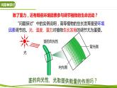 5.4 环境因素参与调节植物的生命活动（情境+问题探究课件）-2023-2024学年高二生物同步精品课件+分层训练（人教版2019选择性必修1）